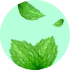 mint leaves twenty three