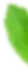 bokeh leaf fifteen